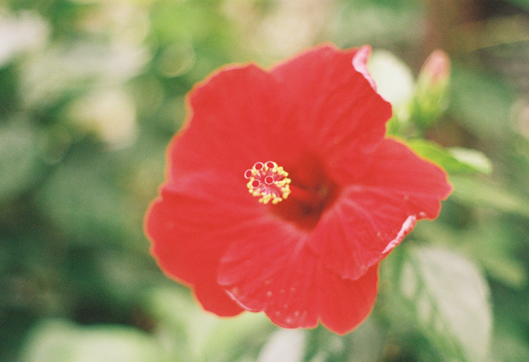 2021 film photo taken on a Pentax K1000 in Iowa by graphic designer Abbi Roush.