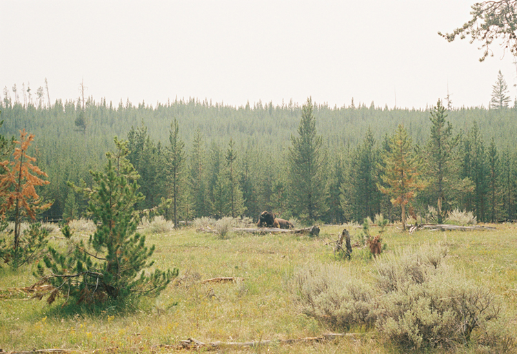 2021 film photo taken on a Pentax K1000 in Wyoming by graphic designer Abbi Roush.