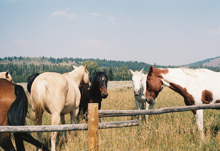 2021 film photo taken on a Pentax K1000 in Wyoming by graphic designer Abbi Roush.
