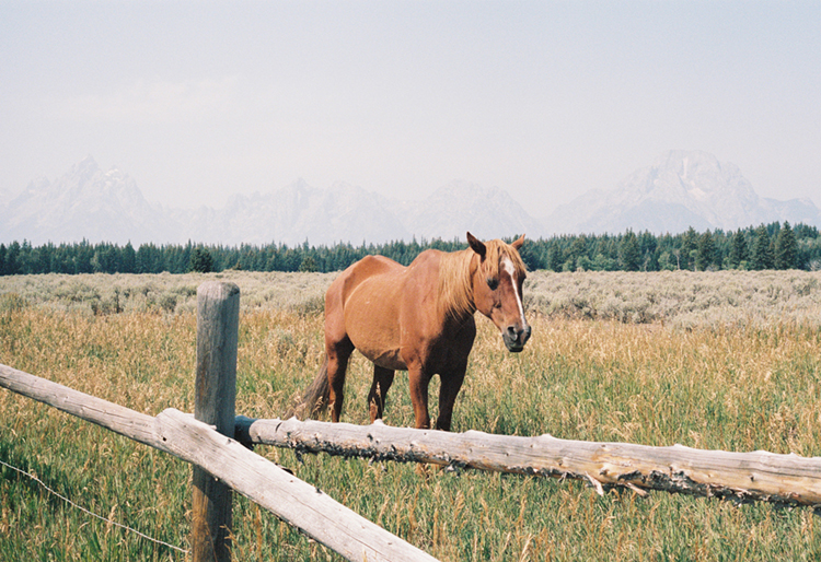 2021 film photo taken on a Pentax K1000 in Wyoming by graphic designer Abbi Roush.