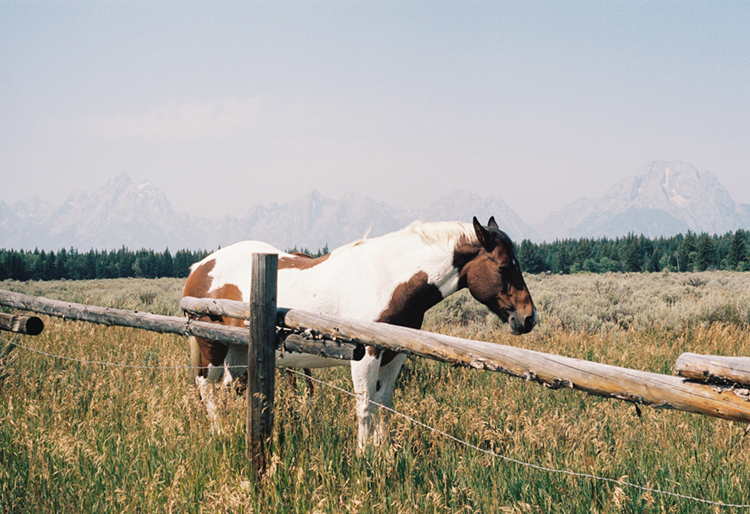 2021 film photo taken on a Pentax K1000 in Wyoming by graphic designer Abbi Roush.