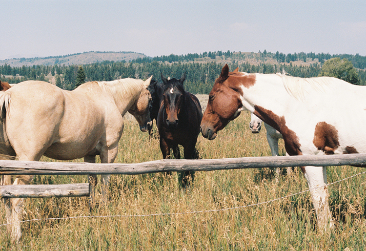 2021 film photo taken on a Pentax K1000 in Wyoming by graphic designer Abbi Roush.