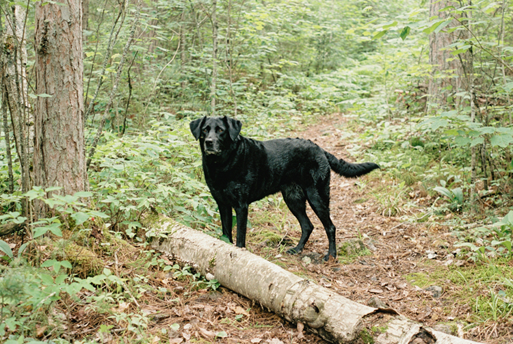 2022 film photo taken on a Pentax K1000 in Minnesota by graphic designer Abbi Roush.