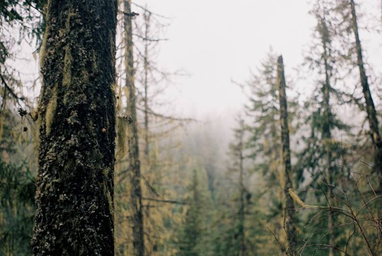 2024 film photo taken on a Pentax K1000 in Idaho by graphic designer Abbi Roush.