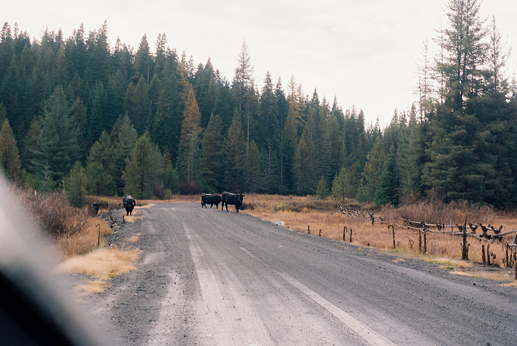2024 film photo taken on a Pentax K1000 in Idaho by graphic designer Abbi Roush.