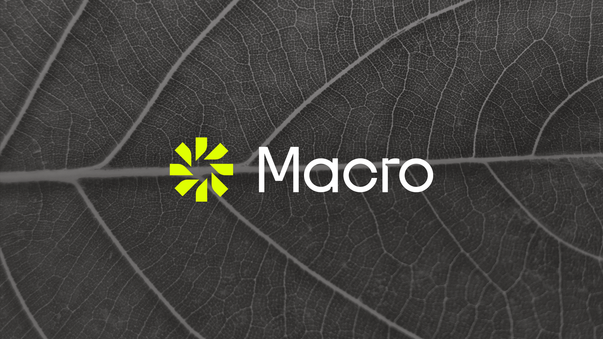 Case study image of the Macro Photo Service branding in the portfolio of graphic designer Abbi Roush.